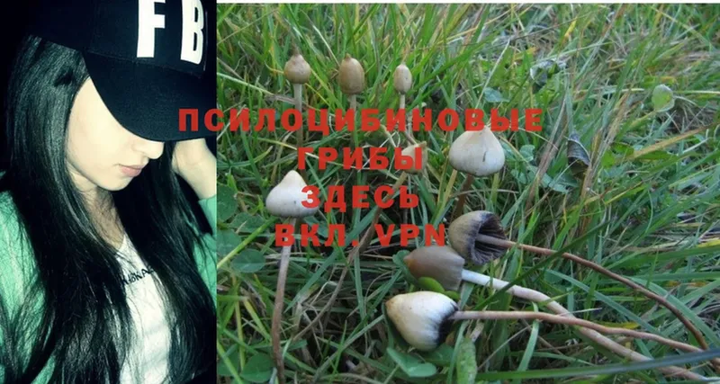 Псилоцибиновые грибы Psilocybine cubensis  Юрьевец 